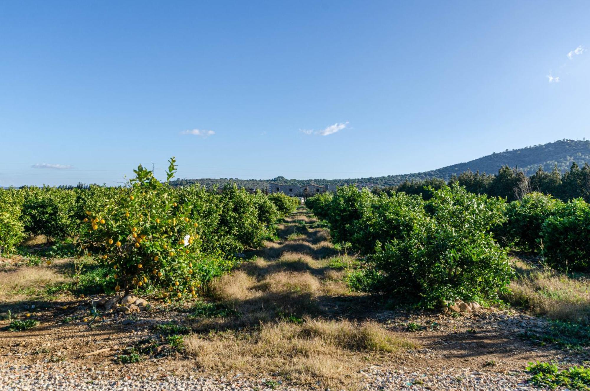 Agroturismo El Limonar 1, Yourhouse Lejlighed